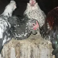 مر غ و جوجه گلین|حیوانات مزرعه|فارسان, |دیوار