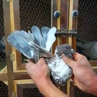 کبوتر|پرنده|خوانسار, |دیوار