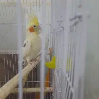 عروس هلندی|پرنده|پائین جام, |دیوار