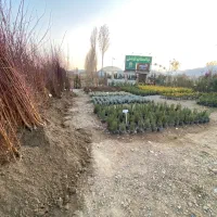 نهال پیوندی و گردوی پیوندی و فضای سبز