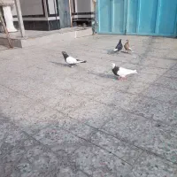 کبوتر