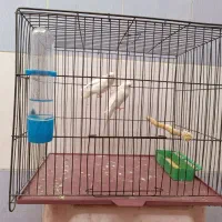 یک جفت مرغ عشق|پرنده|گتوند, |دیوار