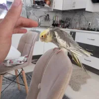 عروس هلندی سخنگو دستی|پرنده|زبرخان, |دیوار