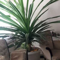 گل اپارتمانی بزرگ
