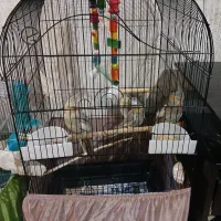 فروش دوتا قفس به همراه ظرف غذا و ابخوری و تاب لونه|لوازم جانبی حیوانات|گنبد کاووس, |دیوار