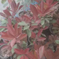 فتونیا خوشگل تعداد ۲۰۰۰