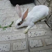 خرگوش