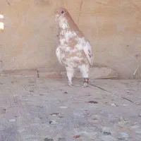 کبوترببهونی|پرنده|شیراز, سلطان آباد|دیوار