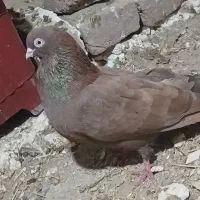 کبوتر ترکیه وغیره ۱۰عدد