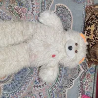 خرس|اسباب‌بازی بچه|خرمشهر, |دیوار