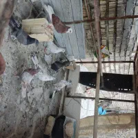 قفس پرنده