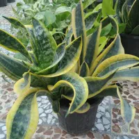 گل طبیعی|گل و گیاه طبیعی|بندر کنگان, |دیوار