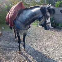 فروش نریان ۵ساله|اسب و تجهیزات اسب‌سواری|نوشهر, |دیوار