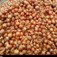 بذر پیاز محلی