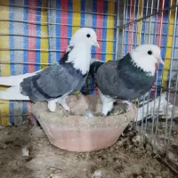 کبوتراصیل کاشان