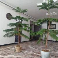 گل طبیعی،کاج مطبق