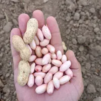 بادام غلافدار گلی آفتاب خشک|عمده‌فروشی|اسلام آباد, |دیوار