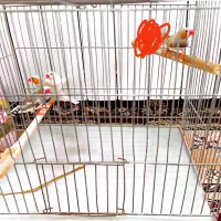 فنچ نر|پرنده|سبزوار, قصبه شرقی|دیوار