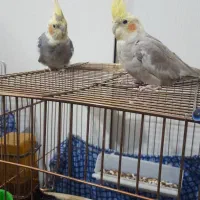 معاوضه دو جفت جفت عروس|پرنده|تهران, گرگان|دیوار