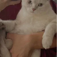 جفت گیری گربه نر سیلور چشم ابی چینچلا|گربه|کرمانشاه, |دیوار