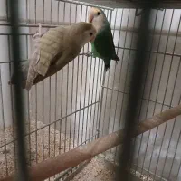 طوطی برزیلی|پرنده|نجفآباد, مزرعه طالب|دیوار