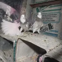 هماسرور(شازده)|پرنده|پیر بکران, |دیوار