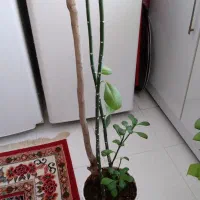 گل فردوس سرحال|گل و گیاه طبیعی|کرج, باغستان|دیوار