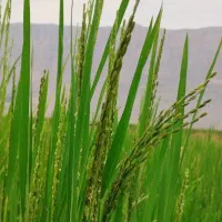 چلتوک برج کامفیروزی درج 1