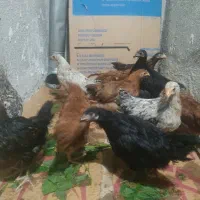 مرغ و جوجه شش ماهه آماده تخمرغ محلی