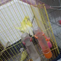 جفت مرغ عشق نروماده با تخم و جوجه فوق مولد