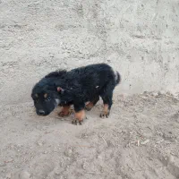 واگذاری یه جفت توله نر و ماده|سگ|سراب, |دیوار