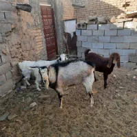 یک راس کره نر یک ساله از نژاد الپاین اصلی|حیوانات مزرعه|دهج, |دیوار