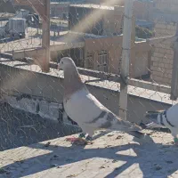 سوسنی ترنج دار|پرنده|شیراز, گویم|دیوار