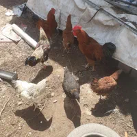 فروش.مرغ