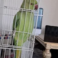 طوطی ملنگو