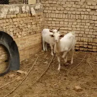 یک عدد بز شیری با یک کره|حیوانات مزرعه|بافق, |دیوار