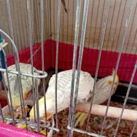 عروس هلندی|پرنده|رباطکریم, رباطکریم|دیوار