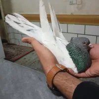 جفت کله اهوازی