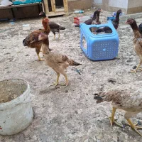 مرغ وخروس لاری|حیوانات مزرعه|اقبالیه, |دیوار