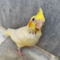 جوجه عروس هلندی|پرنده|اصفهان, شیخ اشراق|دیوار