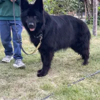 ژرمن بلک وارداتی شجره دار