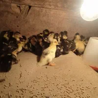 جوجه اردک اسرائیلی ۲