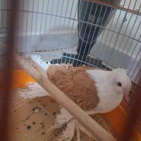 جکسون پرتقالی|پرنده|چهاردانگه (تهران), |دیوار