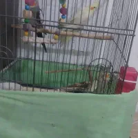 عروس هلندی مولد باجوجه