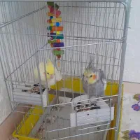 فروش عروس هلندی