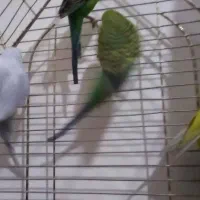 مرغ عشق|پرنده|محمدشهر, زیبادشت|دیوار