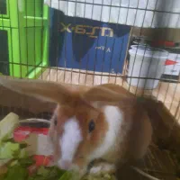 خرگوش ماده|موش و خرگوش|مشهد, تلگرد|دیوار