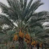 دوتا باغبان + ۱ نگهبان