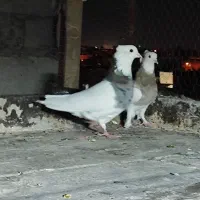 کفتر نقش خوشگل|پرنده|کرمان, |دیوار