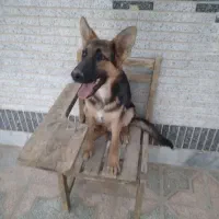 سگ اصیل ژرمن